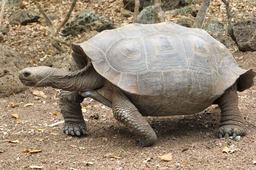 tartaruga gigante