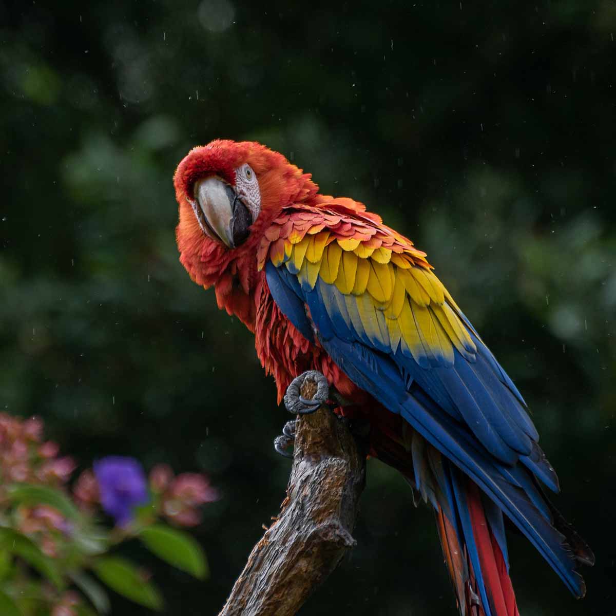 pappagallo colorato