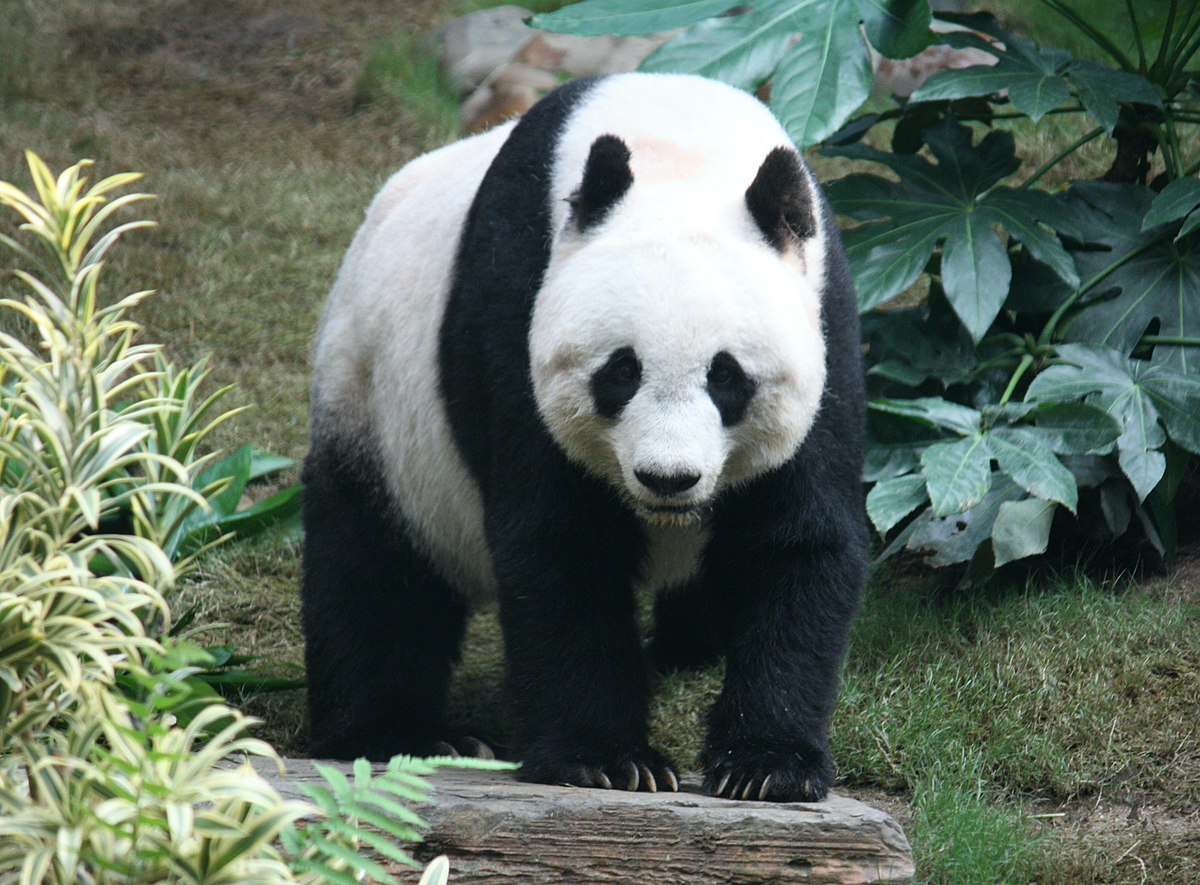 panda gigante